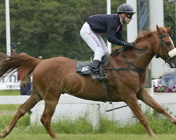 horse Agar's Shugran ox (Arabian thoroughbred, 2005, from Grand Duc ox)