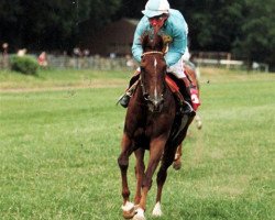 horse Agar's Malka ox (Arabian thoroughbred, 1987, from Amal 1980 ox)