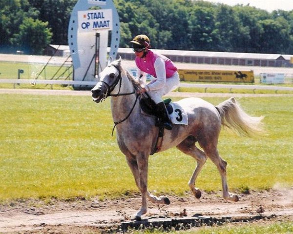 horse Ablink ox (Arabian thoroughbred, 1995, from Abakan 1988 ox)