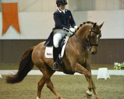 dressage horse Headmore Delegate (Hanoverian, 2003, from Dimaggio)