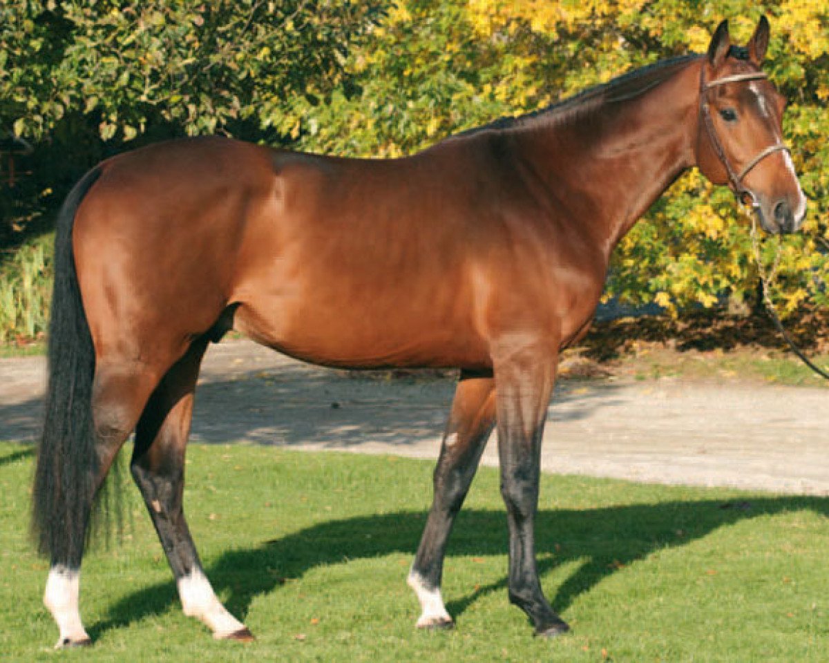 stallion Quarto Mail (Selle Français, 2004, from VDL Cardento 933)