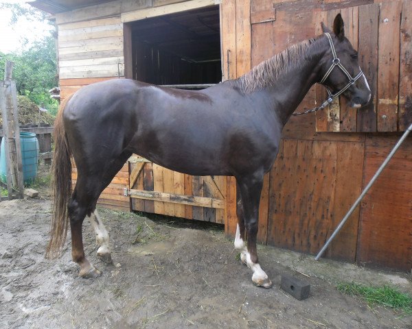 Pferd Kristály (Ungarisches Warmblut, 2009, von Darda)
