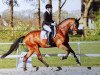 dressage horse Deichgraf 105 (Westphalian, 2011, from Dylano)