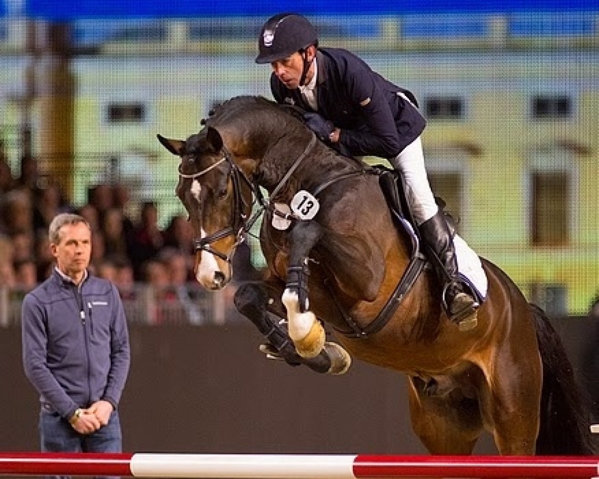 stallion Bellini Royal (Westphalian, 2011, from Balous Bellini)