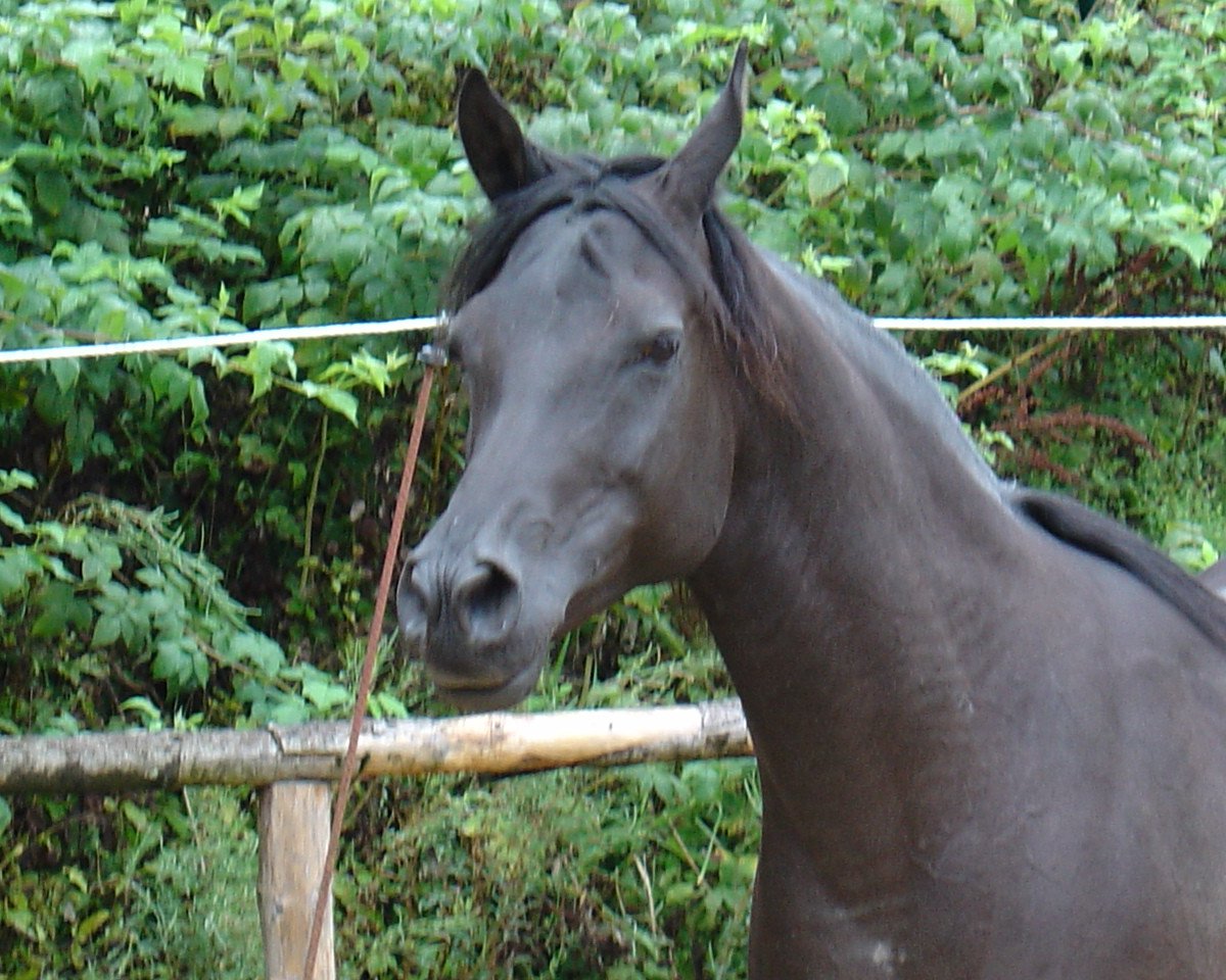 horse Je Taime (Arabian purebred, 1994, from Kar Ghasni EAO)