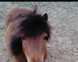 Dressurpferd Popeye (Shetland Pony (unter 87 cm), 1999)