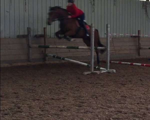 dressage horse Fly (Westphalian, 2004, from Fürst Piccolo)