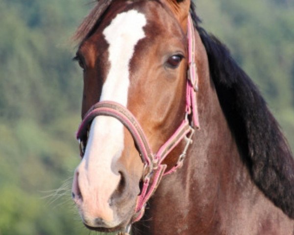 dressage horse Fräulein Frieda (Westphalian, 2010, from Fleury)