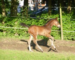 horse Fabulous Dancing Queen (Württemberger, 2015, from Fred Astaire)