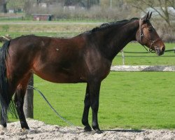 broodmare Raccia (Westphalian, 1996, from Ragazzo)