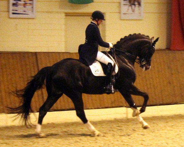 dressage horse Royal Classic I (Hanoverian, 2006, from Royal Highness)