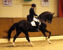 stallion Royal Classic I (Hanoverian, 2006, from Royal Highness)