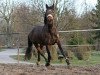 broodmare Zenaya (German Warmblood, 2006, from Zauberprinz)