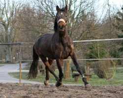 broodmare Zenaya (German Warmblood, 2006, from Zauberprinz)