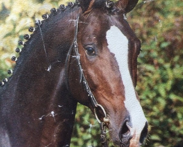 stallion Mythos (KWPN (Royal Dutch Sporthorse), 1989, from Mytens xx)