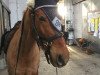 dressage horse Bentley Boy (German Riding Pony, 2007, from Black Boy)