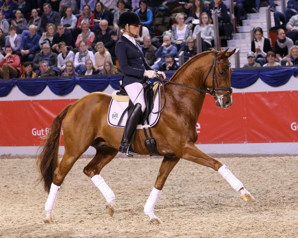 stallion Viva Westfalia (Westphalian, 2012, from Vitalis)