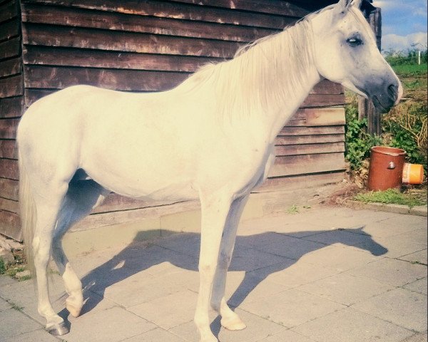 broodmare Shaakirah III ox (Arabian thoroughbred, 1997, from Sharkassow ox)