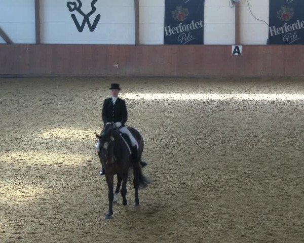 Reitturnier Bad Salzuflen 2020