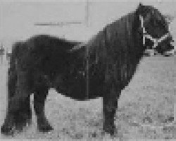 broodmare Chatsworth Blossom (Shetland pony (under 87 cm), 1971, from Floristan)