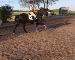 dressage horse Freed (Württemberger, 2006, from French Kiss)