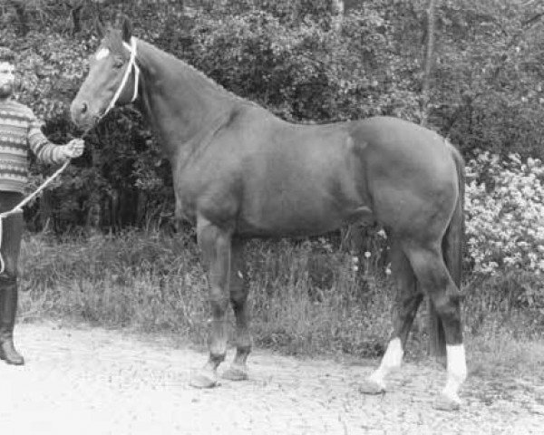 stallion Rogier (KWPN (Royal Dutch Sporthorse), 1975, from Pastrocio xx)