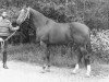 stallion Rogier (KWPN (Royal Dutch Sporthorse), 1975, from Pastrocio xx)