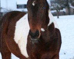 Zuchtstute Angelika (Pinto/Hunter, 2002, von Alias Primus)