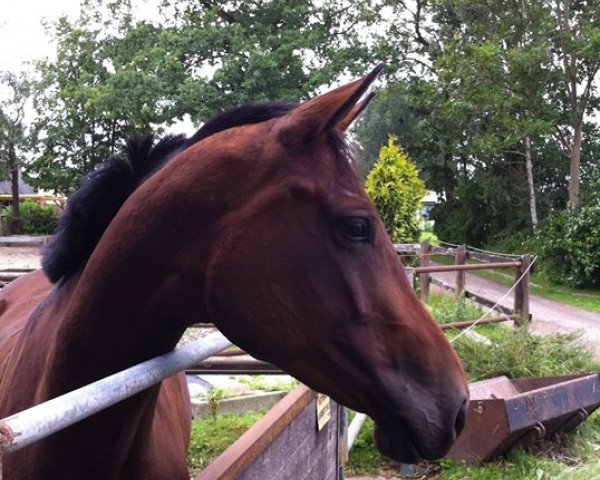 broodmare Lucia di Lammermoor FF (Mecklenburg, 2006, from Lancado)