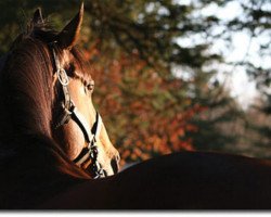 stallion Labeeb xx (Thoroughbred, 1992, from Lear Fan xx)