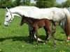 broodmare Zaubermaus II (Holsteiner, 2007, from Carlos DZ)