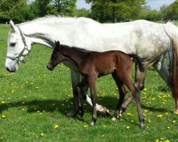 broodmare Zaubermaus II (Holsteiner, 2007, from Carlos DZ)