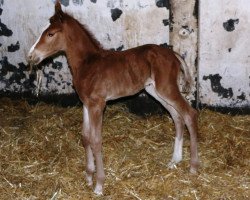 jumper Lopec (Trakehner, 2016, from Luecke)