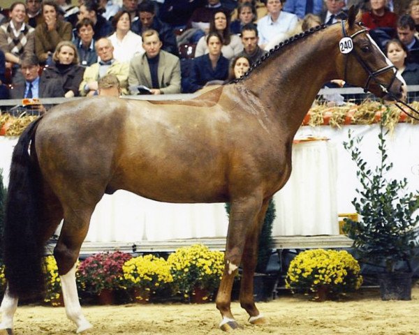 stallion Don Rubin 3 (Oldenburg, 1998, from Donnerschwee)