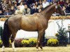 stallion Don Rubin 3 (Oldenburg, 1998, from Donnerschwee)