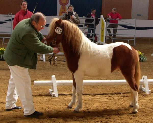 stallion Jonathan (German Classic Pony, 2005, from Juwel)