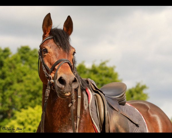 dressage horse Dreamy State (German Riding Pony, 2010, from Liquore)