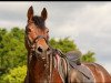 dressage horse Dreamy State (German Riding Pony, 2010, from Liquore)