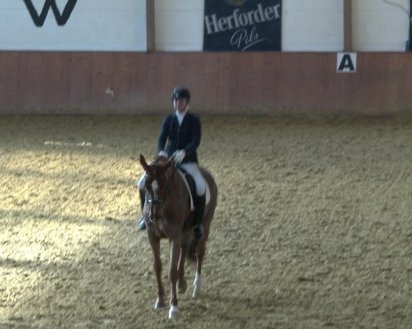 Reitturnier Bad Salzuflen 2020
