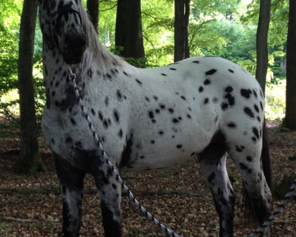 Pferd Tschiko (Knabstrupper, 2013, von Thor)