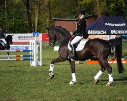 dressage horse Empire of the Sun (Westphalian, 2008, from Ehrenpreis)