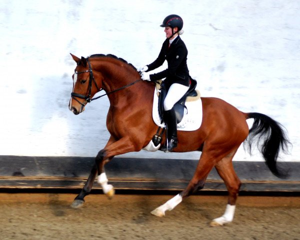 dressage horse Lindt HK (Westphalian, 2011, from Lissaro)