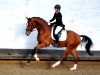 dressage horse Lindt HK (Westphalian, 2011, from Lissaro)