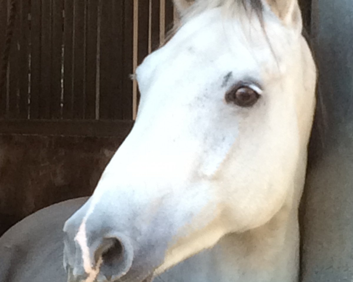 dressage horse Well Done 69 (German Riding Pony, 2007, from Holsteins Wellness)