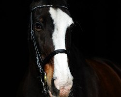 horse Labban (Danish Warmblood, 1989, from Zalmeco)