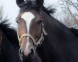 broodmare Florencia (Hanoverian, 2007, from Florencio I)