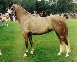 broodmare Hondsrug Georgette (unknown, 1995, from Blethni Puck)