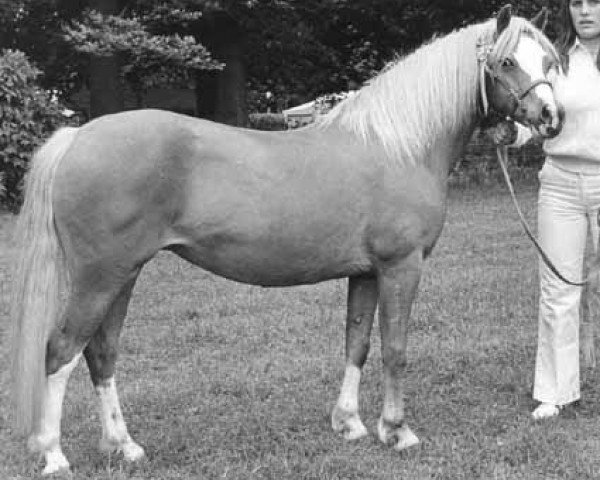 broodmare Vechtvliet's Criban Bees Paasblossom (Welsh-Pony (Section B),  , from May Blossom)