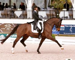 dressage horse Cantaris (Hanoverian, 2003, from Compliment)