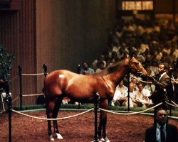 stallion Snaafi Dancer xx (Thoroughbred, 1982, from Northern Dancer xx)